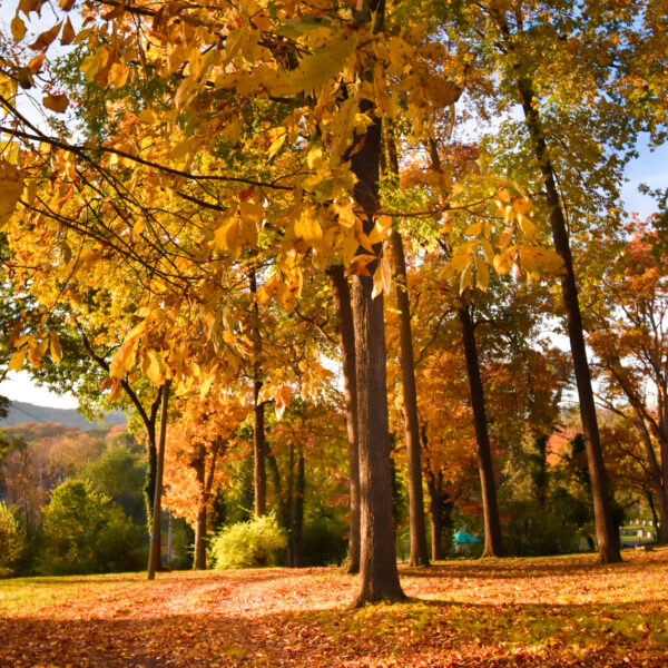 Terrace Apartment Living